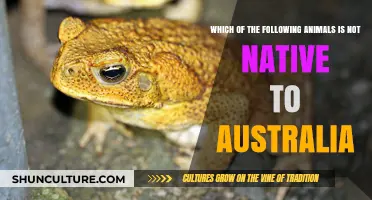 Invasive Species: Australia's Non-Native Animals