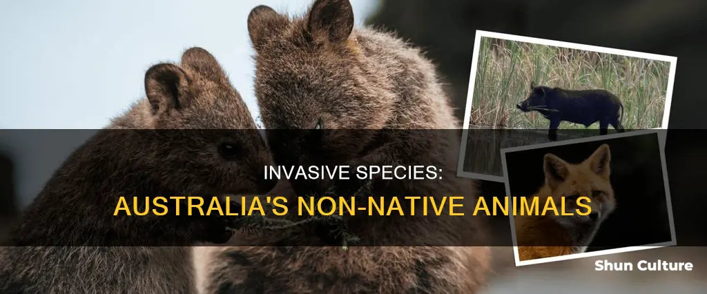 which of the following animals is not native to australia