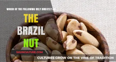 Brazil Nut Dependence: Surprising Species and Ecosystems That Rely on It