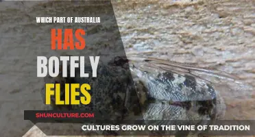 Botfly Flies: Where in Australia Do They Thrive?