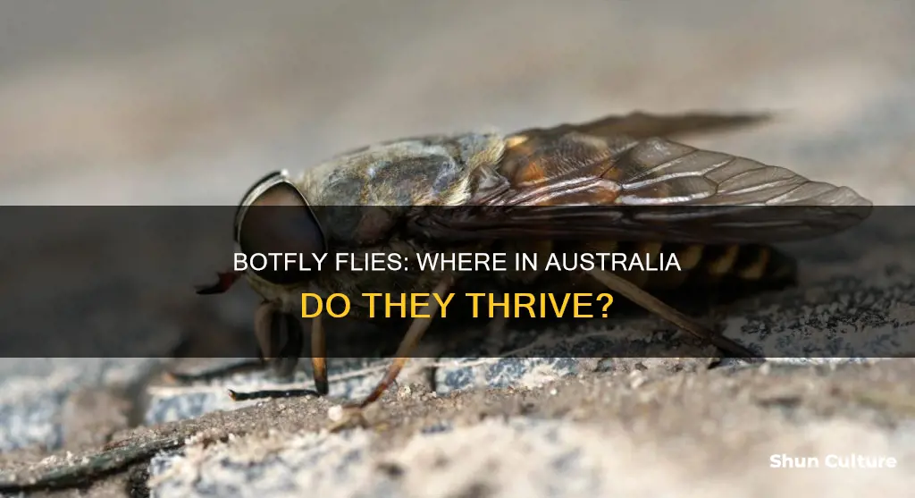 which part of australia has botfly flies