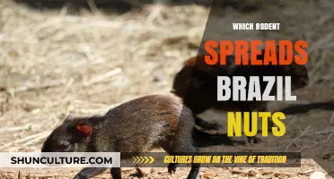 Agoutis: The Rodent Heroes Behind Brazil Nut Dispersal in the Amazon