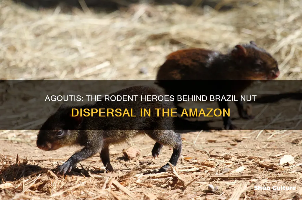 which rodent spreads brazil nuts