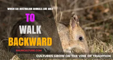 Australian Animals That Can Walk Backwards