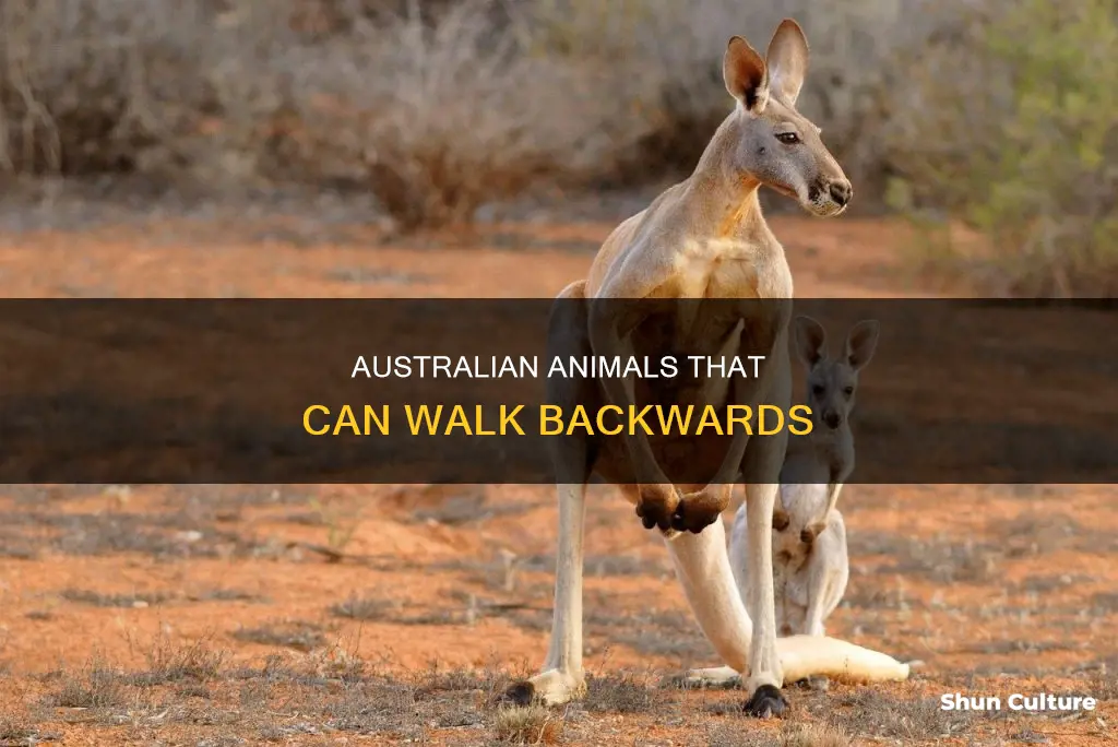 which six australian animals are able to walk backward