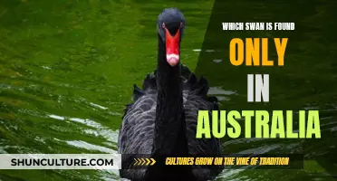 Black Swans: Australia's Unique and Majestic Birds