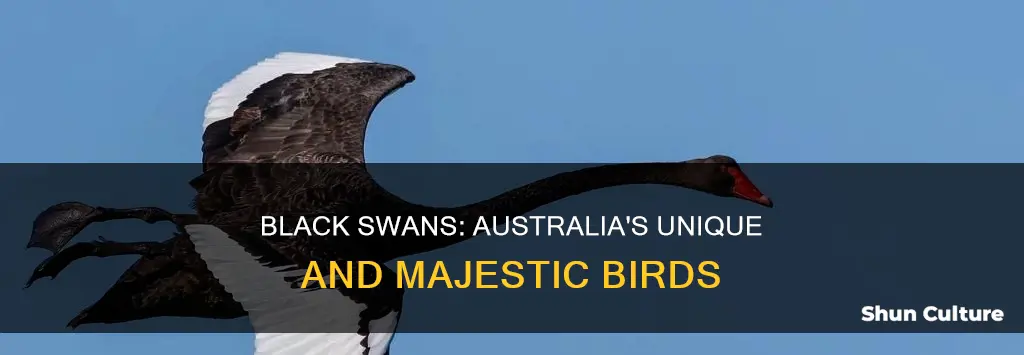 which swan is found only in australia