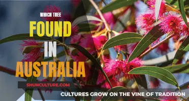 Trees of Australia: A Natural Wonder Down Under