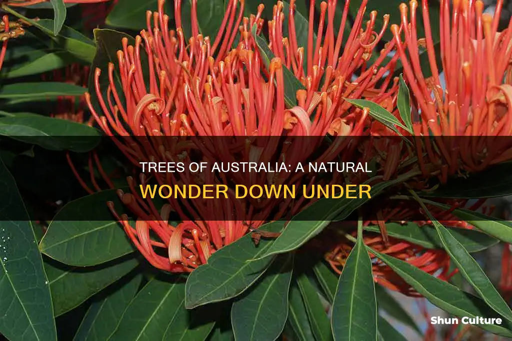 which tree found in australia
