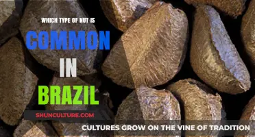 Brazil's Nutty Favorite: Discover the Country's Most Popular Nut