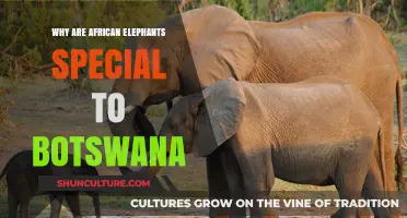Botswana's Majestic African Elephants: Unique Significance and Conservation Triumphs