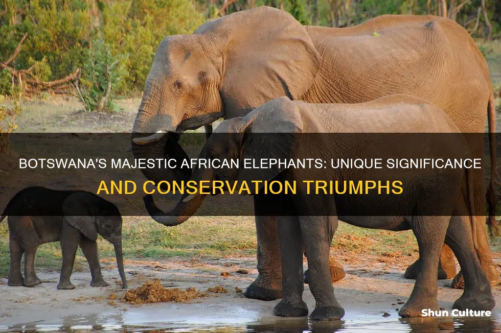 why are african elephants special to botswana