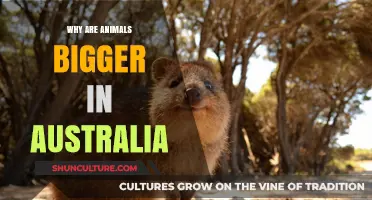 Giant Australian Animals: Why So Big?