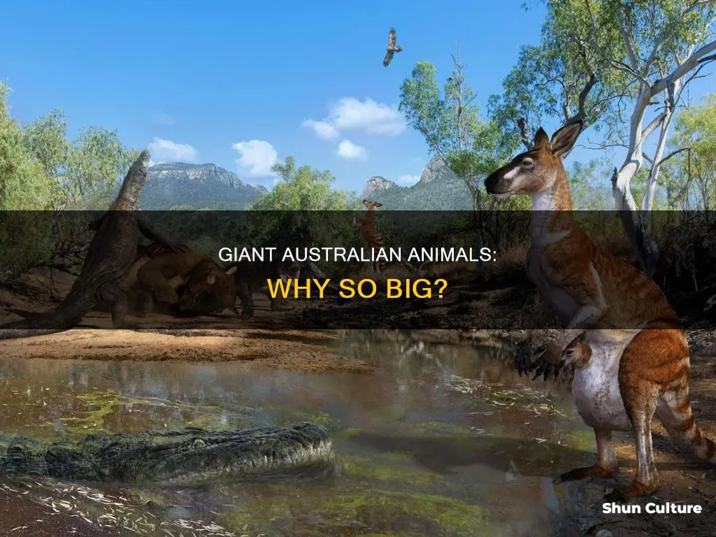 why are animals bigger in australia