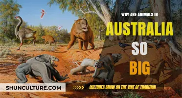 Australia's Unique Wildlife: Why So Big?