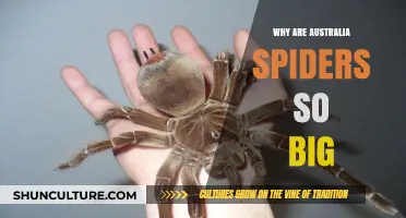 Australia's Big Spiders: Why So Huge?