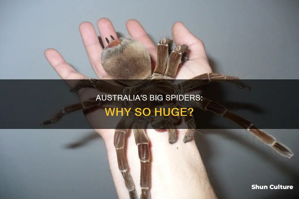 why are australia spiders so big