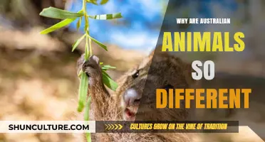 Australian Wildlife: Unique and Isolated Evolution
