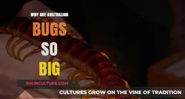 Australia's Giant Insects: Why So Big?