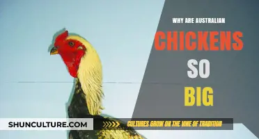 How Australian Chickens Grew to Be Giants