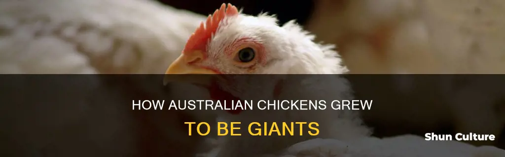 why are australian chickens so big