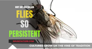 The Australian Fly: Persistent Pest, Unrelenting and Annoying