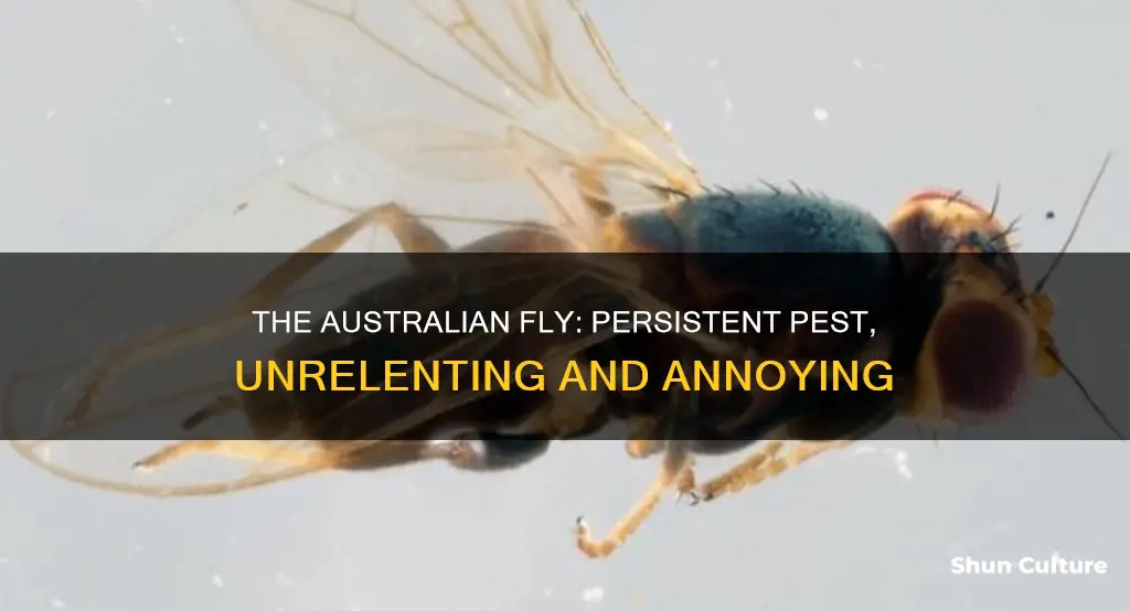why are australian flies so persistent