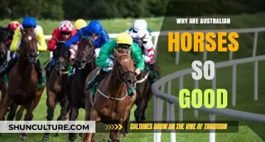 Australian Horses: Champions Bred for Success