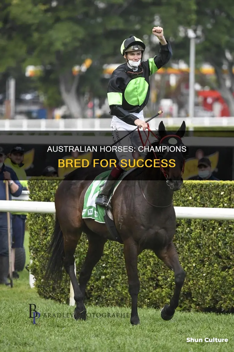 why are australian horses so good