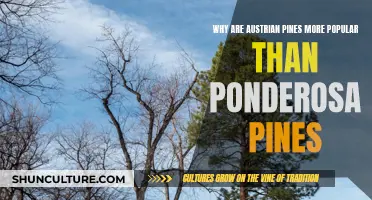 Austrian Pines: The Green Giants Outshining Ponderosa Pines