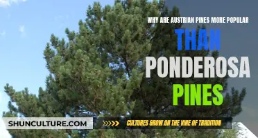 Austrian vs Ponderosa Pines: Why Austrians Win Over Gardeners