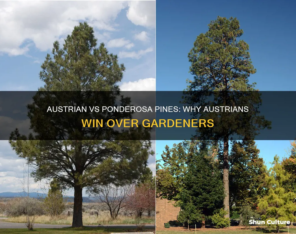 why are austrian pines more popular than ponderosa pines