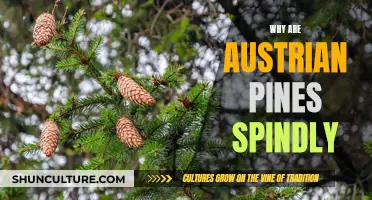 Austrian Pines: Unraveling the Mystery of Their Spindly Growth