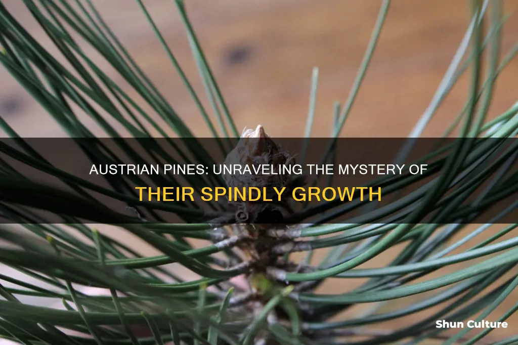 why are austrian pines spindly