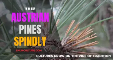 Austrian Pines: Why Do They Grow Spindly?