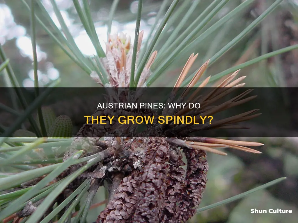 why are austrian pines spindly