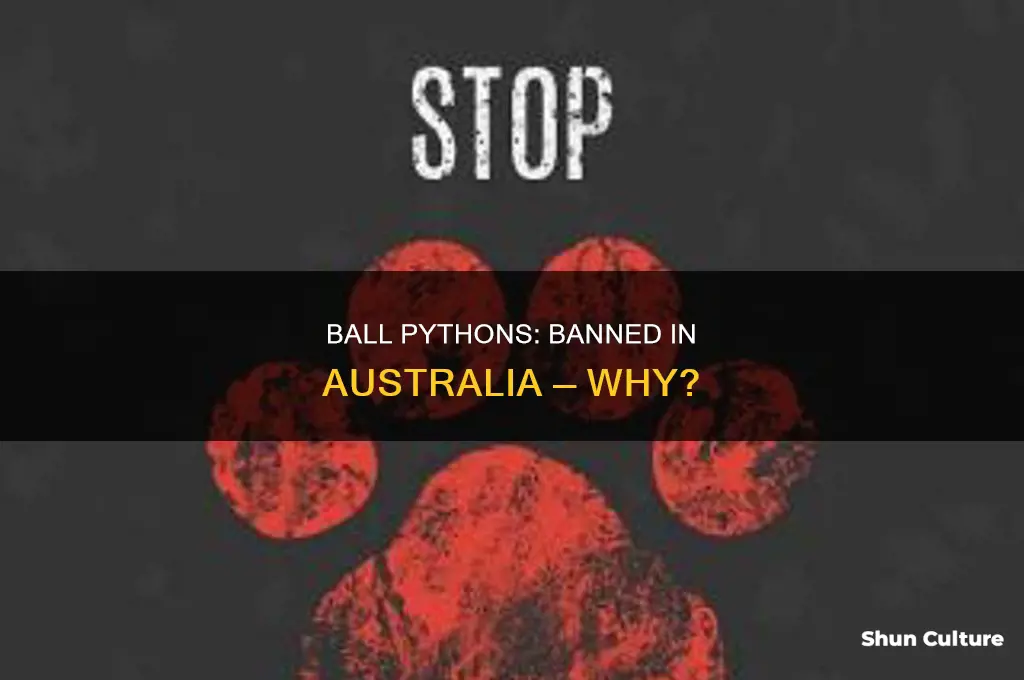 why are ball pythons illegal in australia