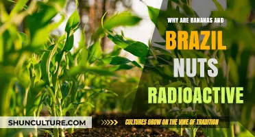 Bananas, Brazil Nuts, and Radiation: Uncovering Nature's Radioactive Secrets