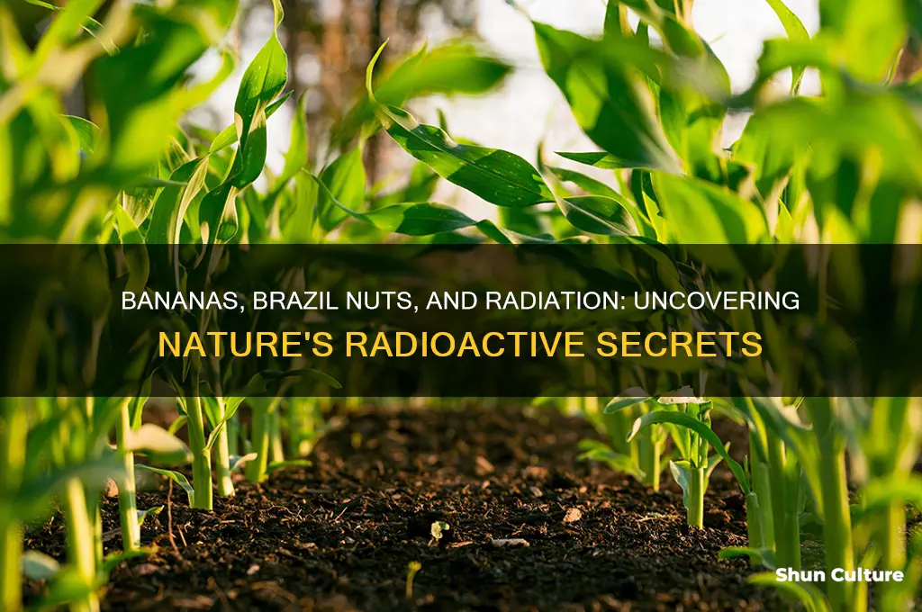 why are bananas and brazil nuts radioactive
