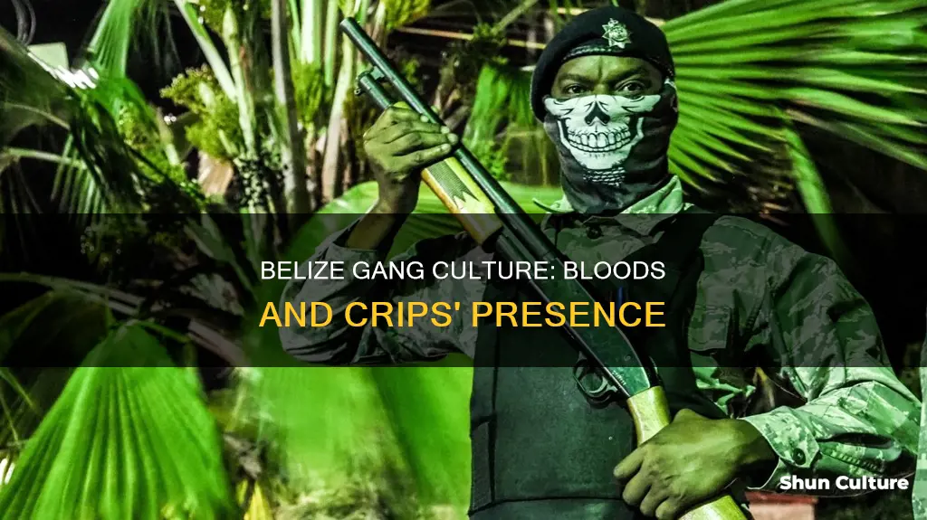 why are bloods and cryps in belize