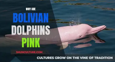 The Mystery of Bolivia's Pink Dolphins Explained