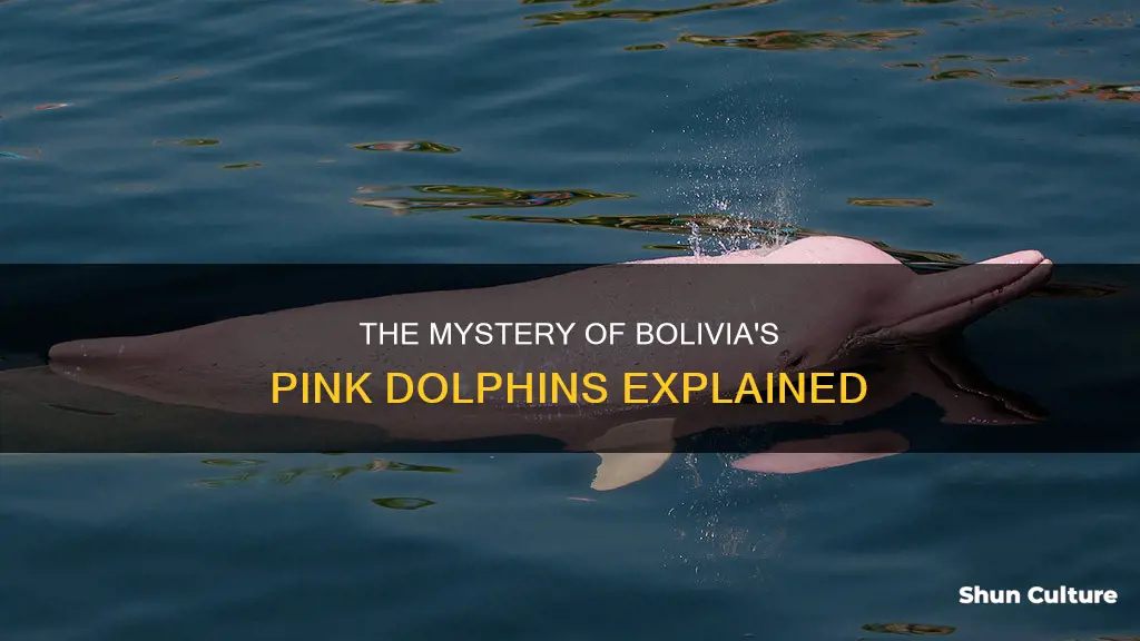 why are bolivian dolphins pink