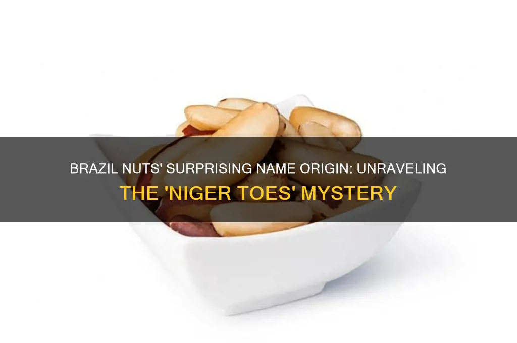 why are brazil nuts called niger toes