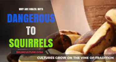 Brazil Nuts: Hidden Dangers for Squirrels and Their Health Risks