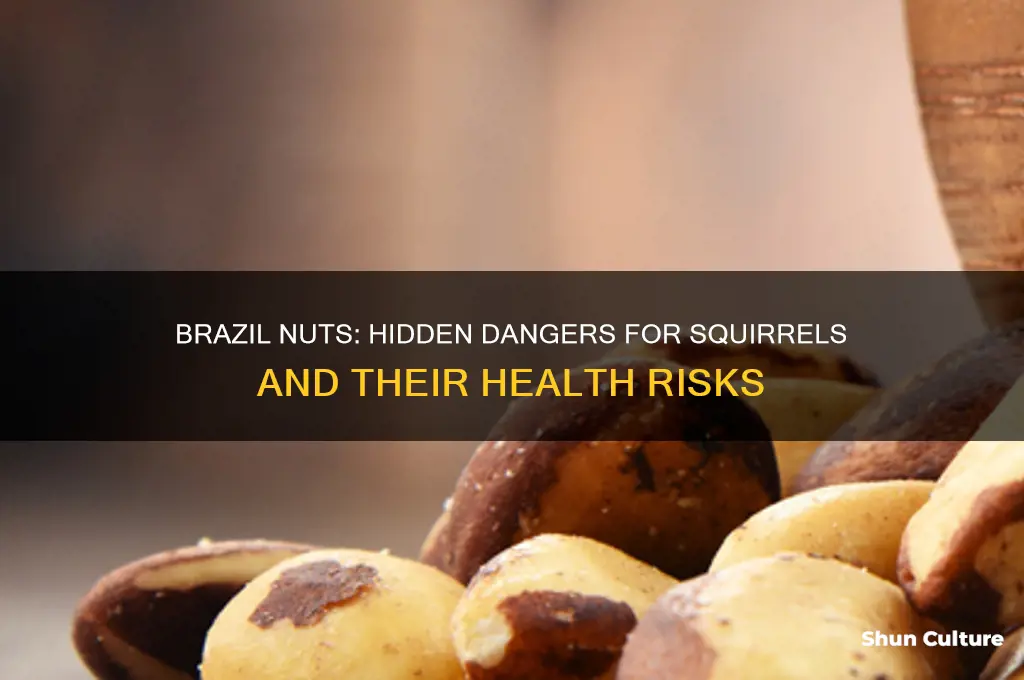 why are brazil nuts dangerous to squirrels