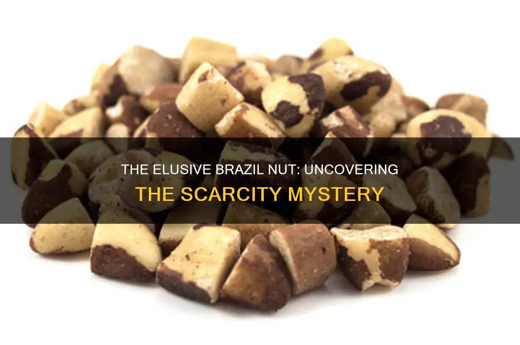 why are brazil nuts hard to find