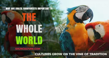 Brazil's Rainforests: Earth's Vital Lungs and Global Climate Guardians