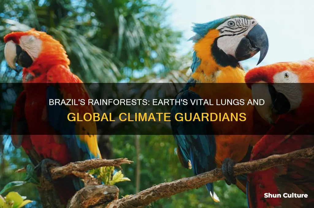 why are brazil rainforests important to the whole world