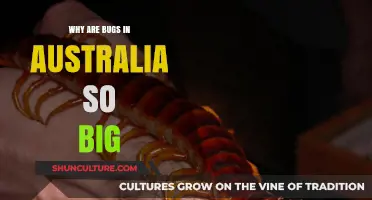 Australia's Big Bugs: Why So Huge?