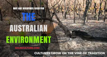 Bushfires: Australia's Natural Ally for a Healthy Ecosystem